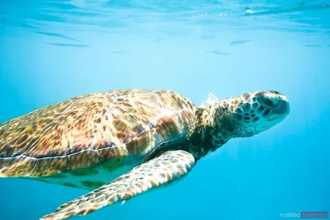 Tortue by Matteo Colombo