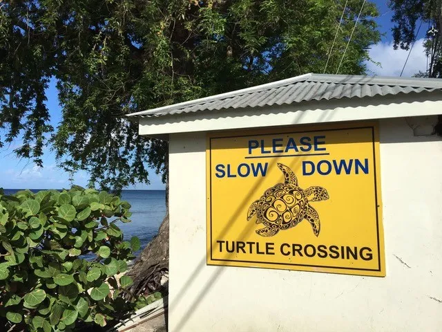 tortue
