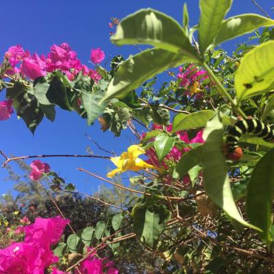 Barbade Bougainvillea