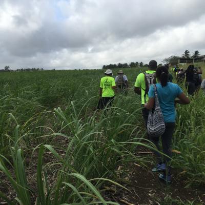Sugar Cane 