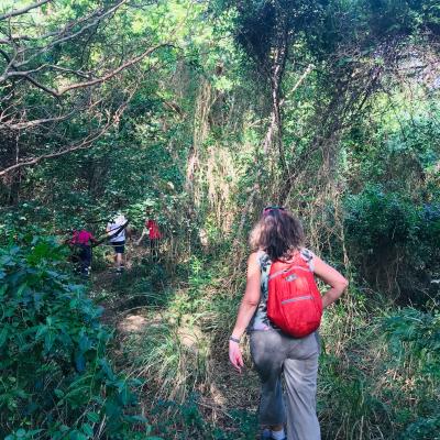 Tropical Forest