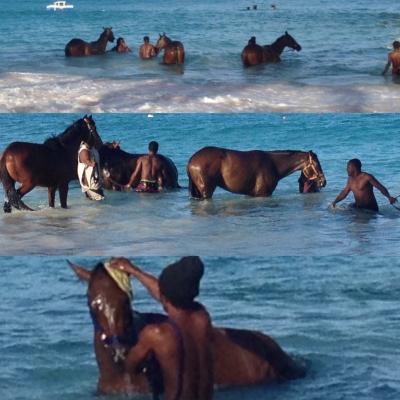 Horses